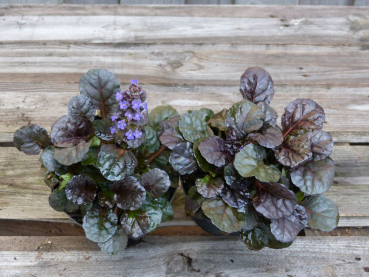 Rotblättriger Günsel Atropupurea (Ajuga reptans "Atropurpurea") Co.